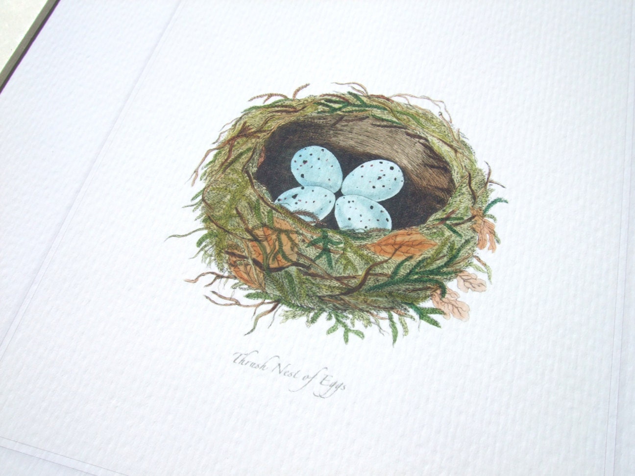 Bird Nest With Pale Blue Speckled Eggs Naturalist Drawing Archival ...