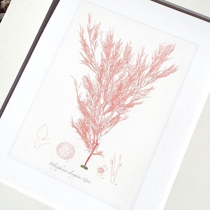 Pink Seaweed Sea Kelp 5 Archival Print on Watercolor Paper