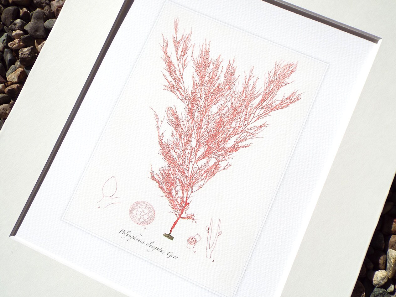 Pink Seaweed Sea Kelp 5 Archival Print on Watercolor Paper