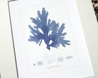 Navy Blue Seaweed Sea Kelp 4 Archival Print on Watercolor Paper