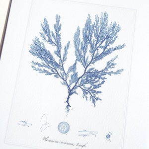 Navy Blue Seaweed Sea Kelp 2 Archival Print on Watercolor Paper