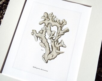 Neutral Sea Coral Print 6 Naturforscher Kollektion auf Aquarellpapier