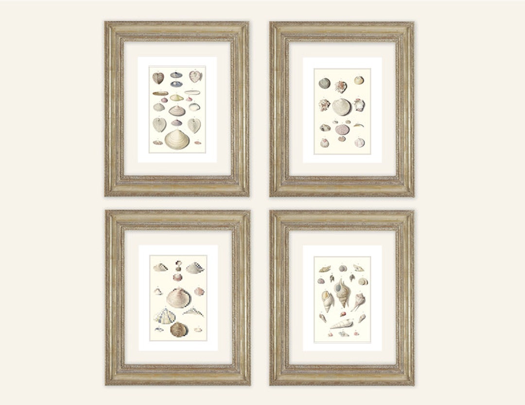 Sea Shell Prints Set of 4: Taupe, Cream & Pink Watercolor Art - Etsy