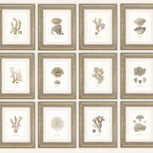 12 Neutral Sea Coral Print Set Naturalist Collection on Watercolor Paper