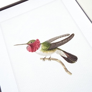 Hummingbird 6 in Emerald Green with Fuchsia Pink Naturalist Drawing Archival Print on Heavy Watercolor Paper
