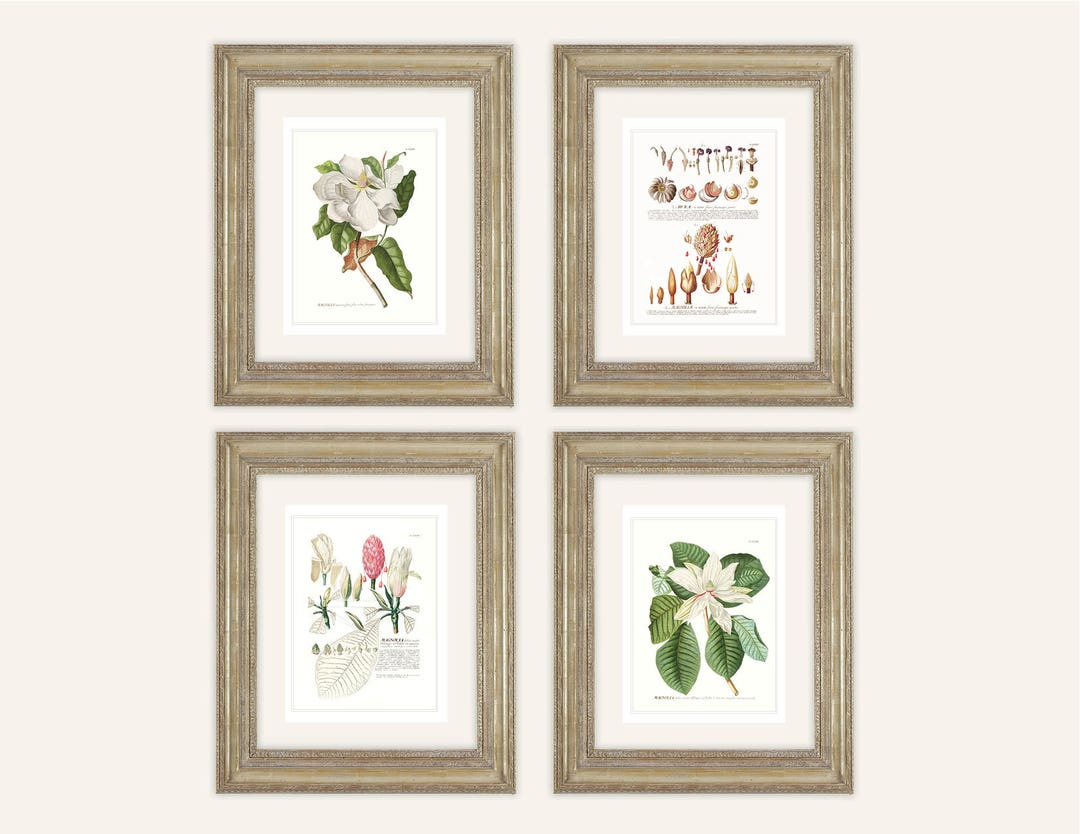 4 Print Set of Magnolia Flowers & Seed Pods Botanical Art Archival ...