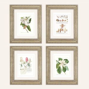 4 Print Set of Magnolia Flowers & Seed Pods Botanical Art Archival Quality Prints