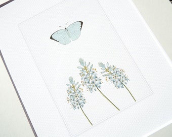 Botanical Illustration Nature Study of Pale Blue Butterfly & Flowers Archival Quality Print
