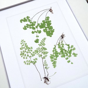 Botanical Fern Print 2 on Watercolor Archival Paper
