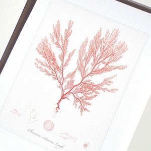 Pink Seaweed Sea Kelp 2 Archival Print on Watercolor Paper