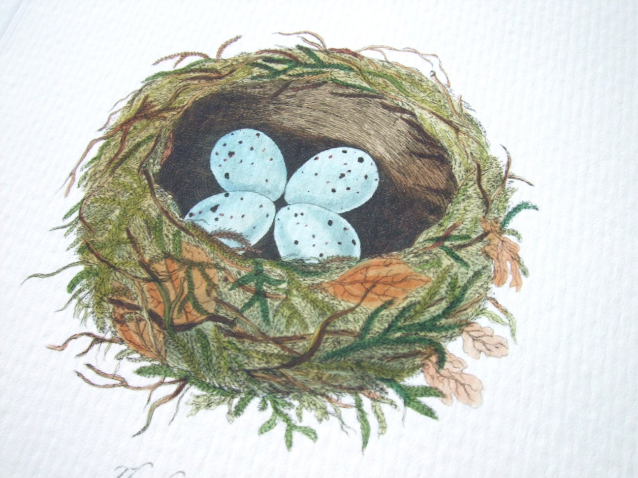 Bird Nest With Pale Blue Speckled Eggs Naturalist Drawing Archival ...