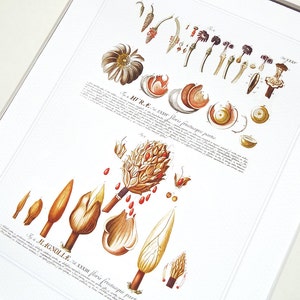 Magnolie Blumensamen Karte Botanische Illustration Kunstdruck auf Aquarell Papier