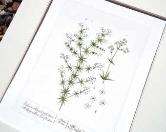 May include: A botanical illustration of a white woodruff plant, also known as Galium album, with delicate white flowers and green leaves. The illustration is labeled with the scientific name "Galium album L. (Mollugo alba latifolium)" and "Arabis Thaliana".