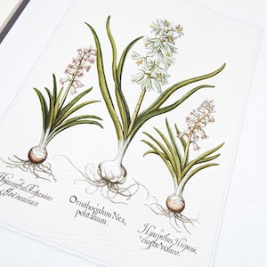 Antique Botanical Hyacinth Study 5 in Pale Pinks, White & Green Archival Print on Watercolor Paper