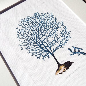 Navy Blue Sea Coral Fächer 3 Naturforscher Sammlung Archival Druck auf Aquarell Papier
