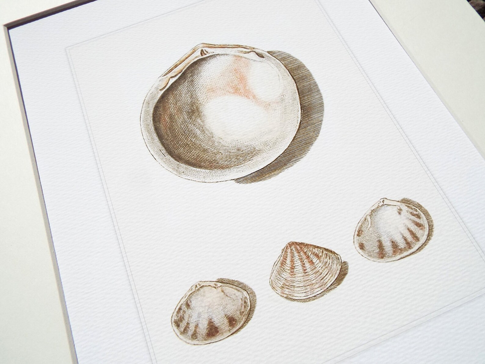 Dusty Pink & White Sea Shell Study 5 Archival Print on - Etsy