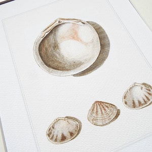 Dusty Pink & White Sea Shell Study 5 Archival Print on Watercolor Paper