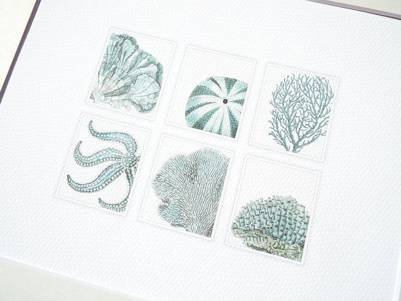 Pale Blue Sea Life Collection of Coral, Shell & Starfish Fine 8 X 10 Art Print image 2