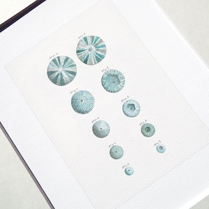 May include: A white background with a collection of nine blue and green sea urchins. Each sea urchin is labeled with a number and letter.