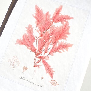 Pink Seaweed Sea Kelp 1 Archival Print on Watercolor Paper