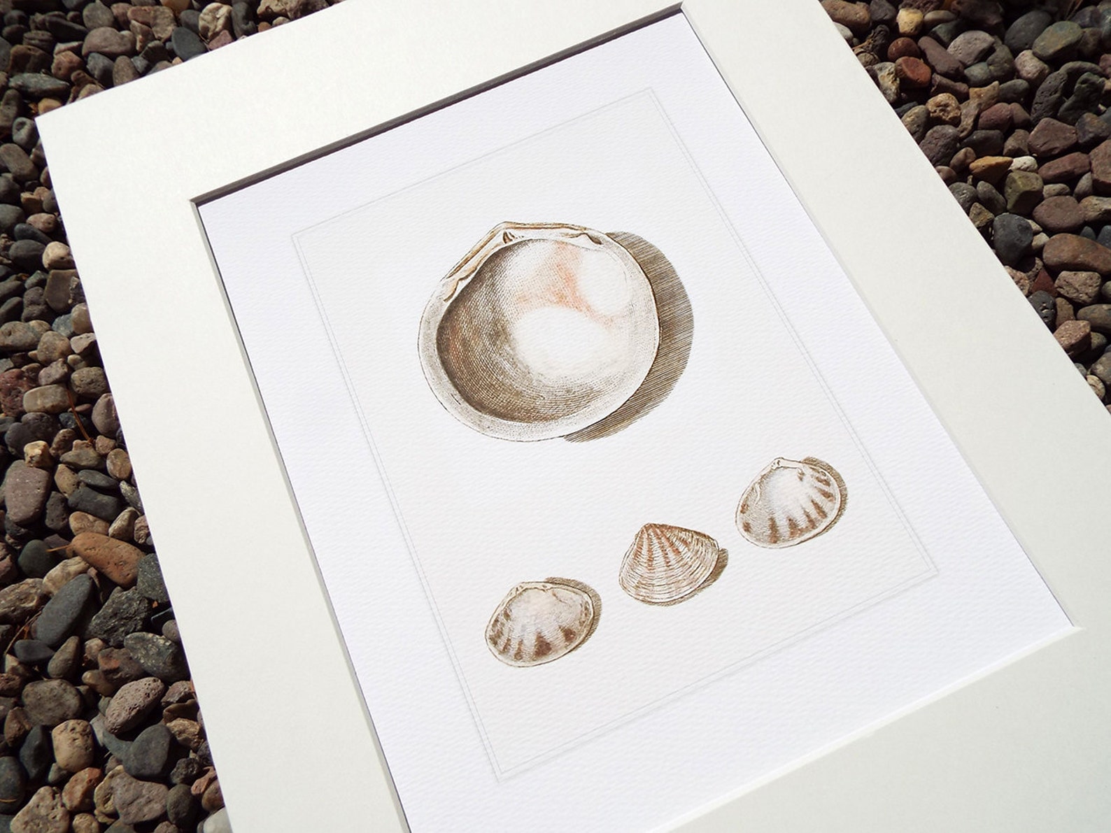 Dusty Pink & White Sea Shell Study 5 Archival Print on - Etsy