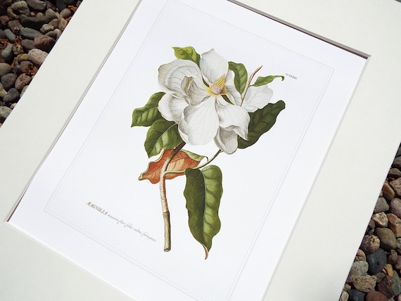 マグノリアの木　水彩画　ホワイト額入り マグノリアの花の植物イラスト、水彩紙にプリント - Etsy 日本