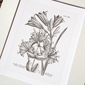 Botanical Art in Sepia 2 with Lily & Honeysuckle Archival Quality Print on Watercolor Paper
