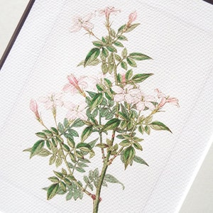 Pink Jasmine Flower Botanical Naturalist Study Archival Print on Watercolor Paper