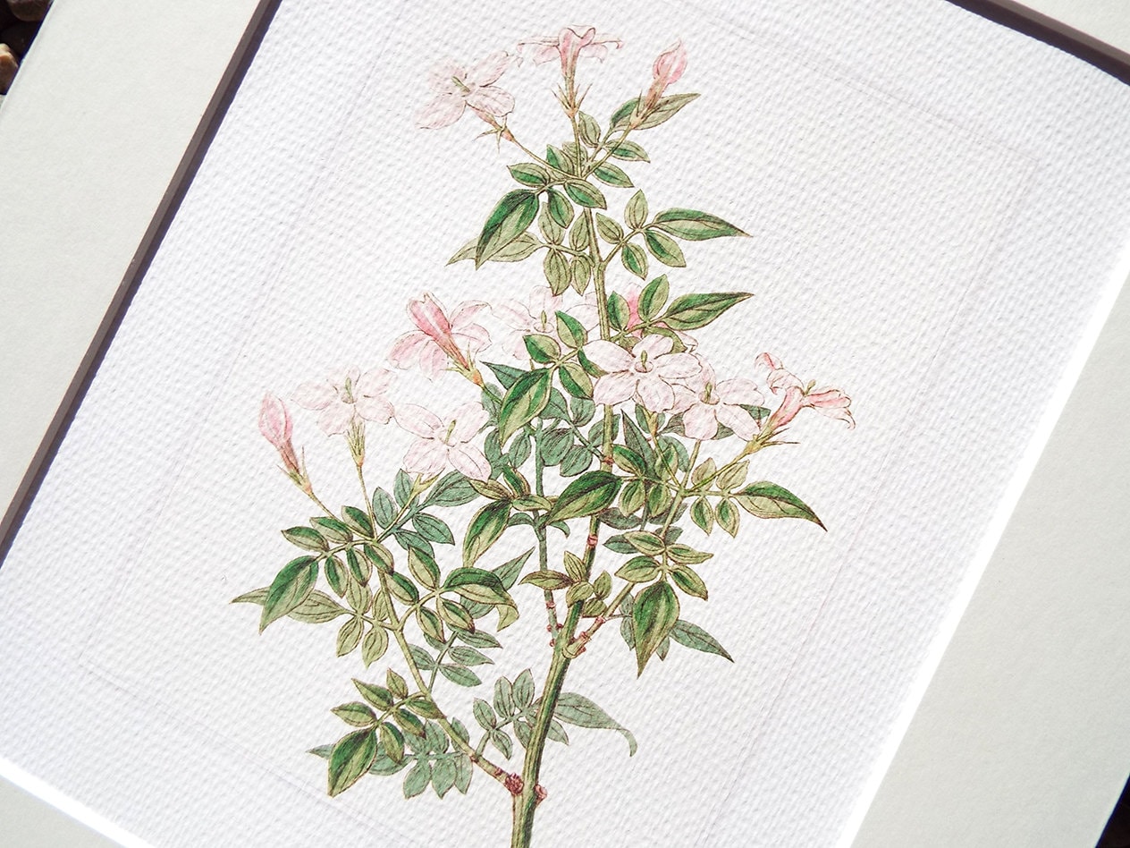 Pink Jasmine Flower Botanical Naturalist Study Archival Print on Watercolor  Paper - Etsy