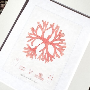 Pink Seaweed Sea Kelp 3 Archival Print on Watercolor Paper