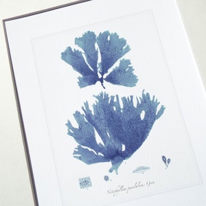 Navy Blue Seaweed Sea Kelp 6 Archival Print on Watercolor Paper