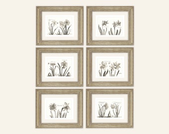 Set of 6 Daffodil Botanical Drawings in Sepia Archival Prints on Watercolor Paper