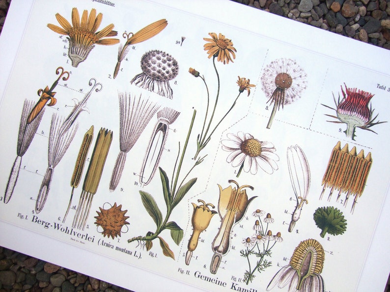 Botanical Educational Chart of Dandelion and Chamomile Archival Print image 3