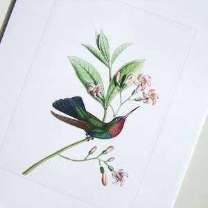 May include: A detailed botanical illustration of a hummingbird perched on a branch with pink flowers and green leaves. The bird has iridescent green, blue, and red plumage. The artwork is framed in a white mat.