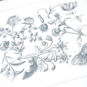 Collezione d'arte botanica 6 in grigio blu con farfalla, fiori di borragine e rosa selvatica, stampa di qualità d'archivio su carta per acquerello