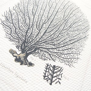 Grey Sea Coral Fan 3 Naturalist Collection Archival Print on Watercolor Paper image 4