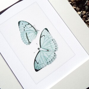 Stampa d'archivio di studio naturalistico di farfalla blu morbida