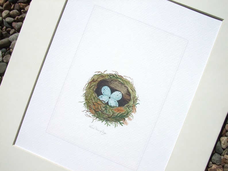 Bird Nest With Pale Blue Speckled Eggs Naturalist Drawing - Etsy