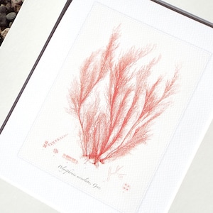 Pink Seaweed Sea Kelp 7 Archival Print on Watercolor Paper
