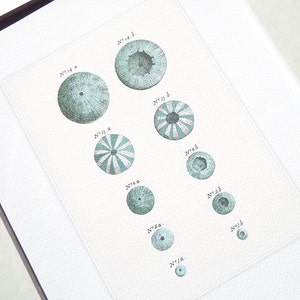 May include: A vintage illustration of sea urchins, with each specimen labeled with a number and letter. The sea urchins are depicted in various shades of blue and green, with some featuring a striped pattern.