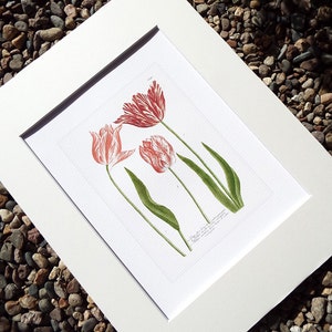 May include: A vintage botanical illustration of three pink and white tulips with green stems and leaves. The illustration is printed on white paper with a grid pattern.