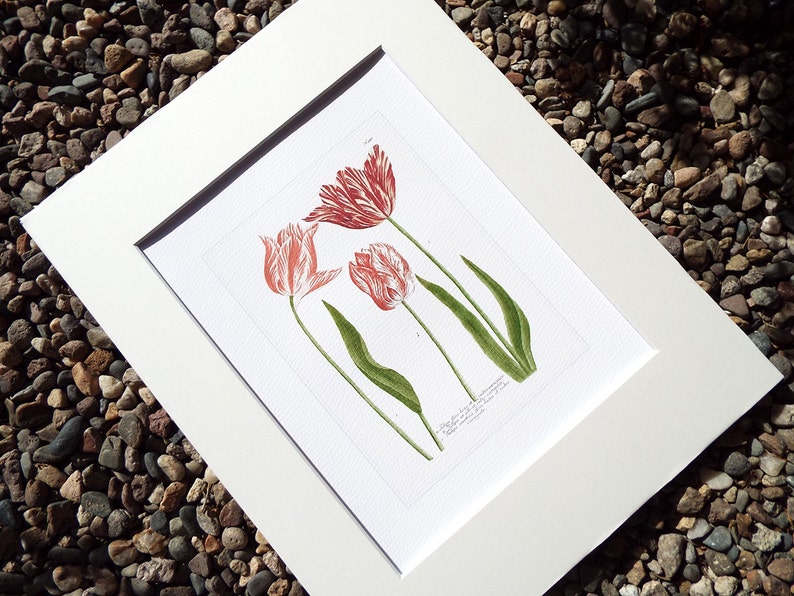 May include: A vintage botanical illustration of three pink and white tulips with green stems and leaves. The illustration is printed on white paper with a grid pattern.