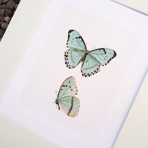 Stampa d'archivio di studio naturalistico sulla farfalla azzurra pallida