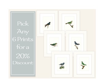 Antique Bird Prints Set: Any 6 Watercolor Art Prints (20% Off)