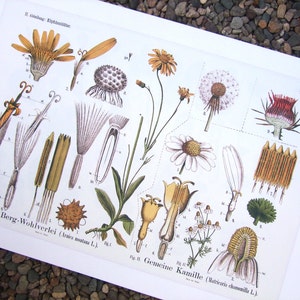 Botanical Educational Chart of Dandelion and Chamomile Archival Print image 2