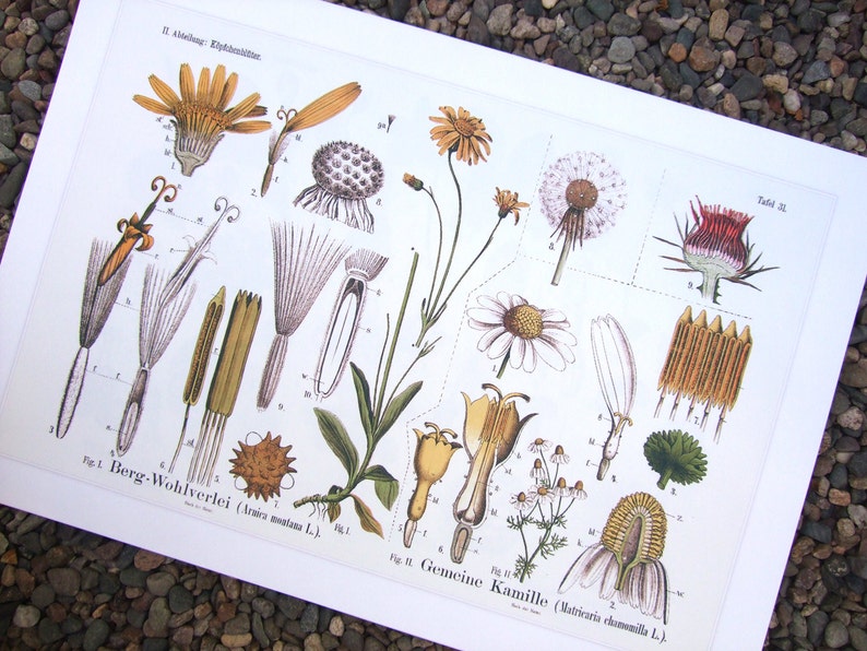 Botanical Educational Chart of Dandelion and Chamomile Archival Print image 2