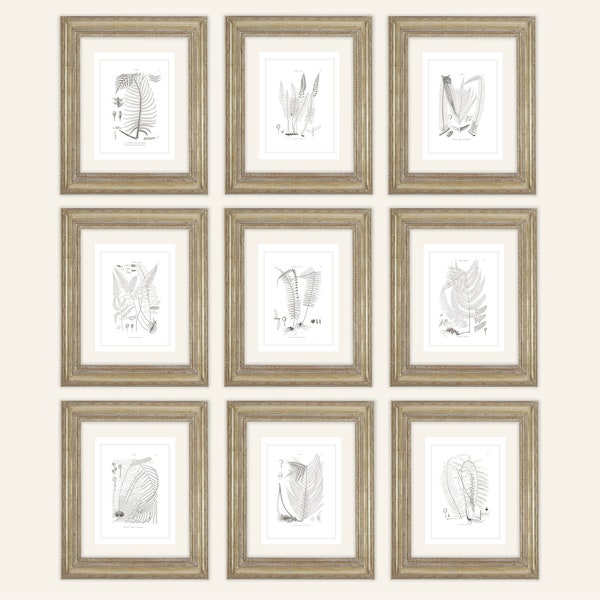 Set of 9 Botanical Fern Print Set in Gray on Archival Watercolor Paper