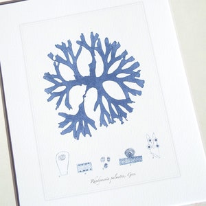 Navy Blue Seaweed Sea Kelp 3 Archival Print on Watercolor Paper