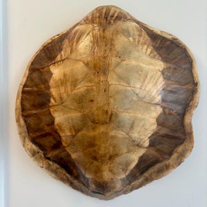May include: A turtle shell in natural tones of tan, brown, and darker brown. The shell has a textured surface with visible seam lines, and is oval-shaped. It appears to be a decorative item, with a natural, earthy colour palette.