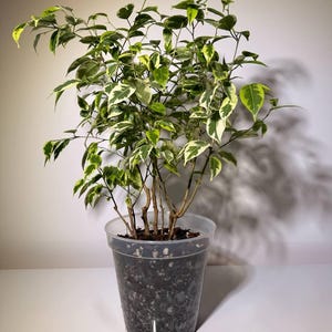 May include: A variegated Ficus benjamina plant with green and cream-colored leaves, featuring thin brown stems and branches, potted in a clear plastic container filled with dark potting soil. The text Plant not included is visible.
